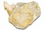Otodus Shark Tooth Fossil in Rock - Morocco #376173-1